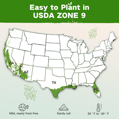 Lush&Dew Year-Round USDA Zone 9 Seed Bank, Gardening Gifts for Women Men, 32 Varieties Non-GMO Heirloom Seeds of Vegetables Herbs Fruits, Gift for Mom Dad, Survival Seed Kit for Raised Garden Beds