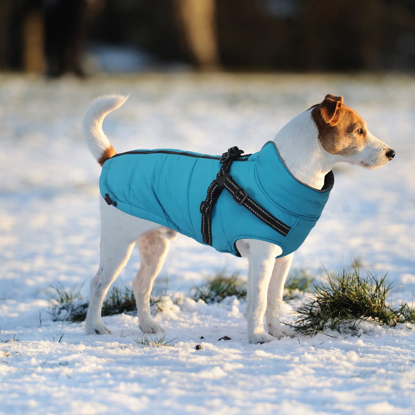 Warm Pet Dog Coats and Jackets,Waterproof Reflective Pet Dog Harness Vest Winter Puppy Clothes with Chest Strap, Outdoor Walking Adjustable Chest Strap-Blue-M