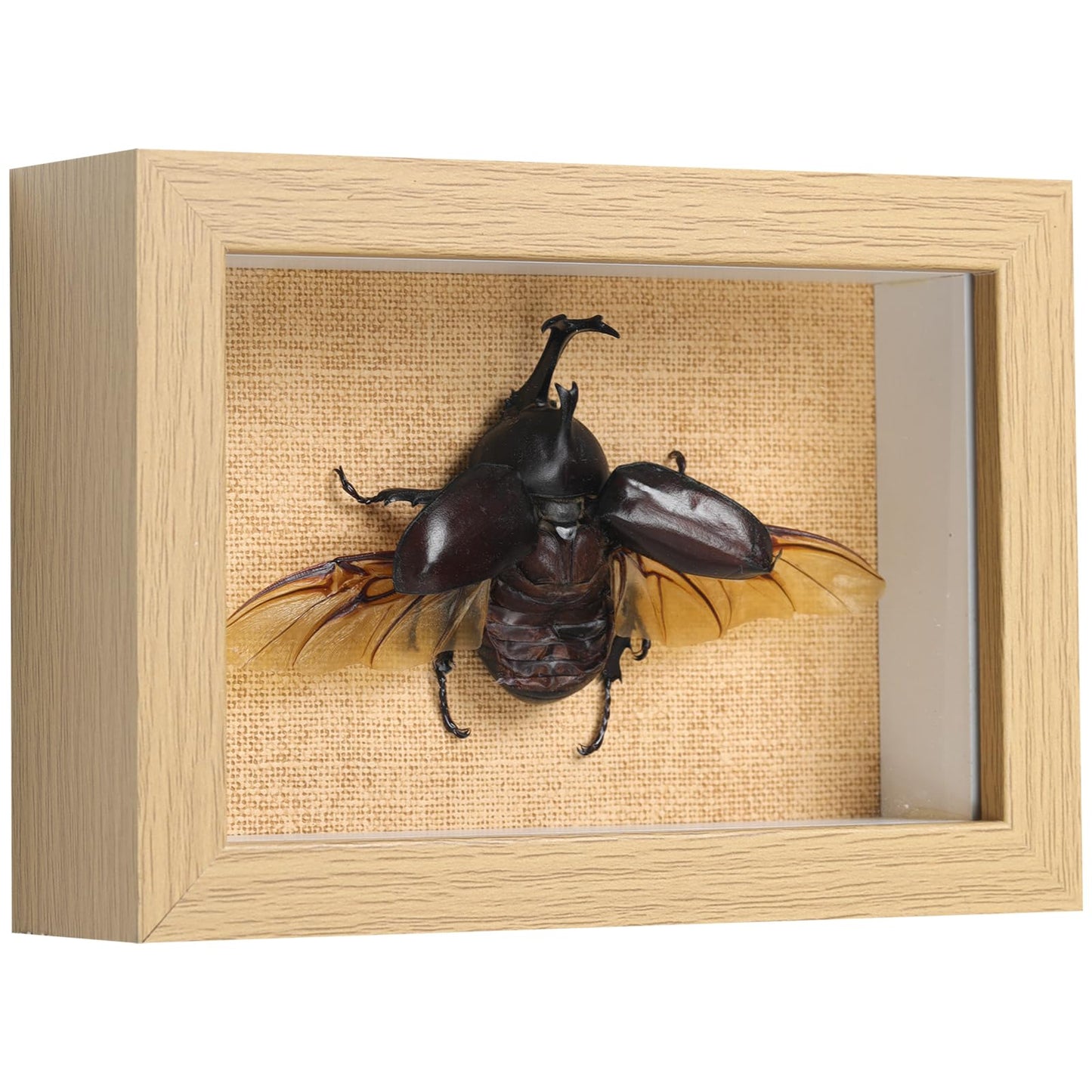 TOHTOFN Real Rhinoceros Beetle (Dynastes) Preserved Framed - 6.7x4.7 Inch Handcrafted Insect Specimen Shadow Box, Gothic Home Decor for Christmas Halloween Birthday Gifts