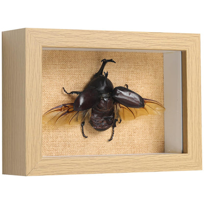 TOHTOFN Real Rhinoceros Beetle (Dynastes) Preserved Framed - 6.7x4.7 Inch Handcrafted Insect Specimen Shadow Box, Gothic Home Decor for Christmas Halloween Birthday Gifts