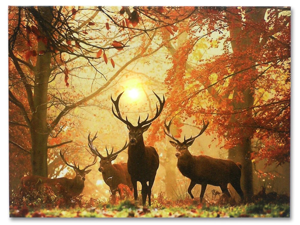 BANBERRY DESIGNS LED Wall Art - Big Buck Lighted Canvas Print - White Tail Bucks in Forest - Wildlife Wall Art - LED Light Up Deer Picture - Measures 15.75" W X 11.75" H