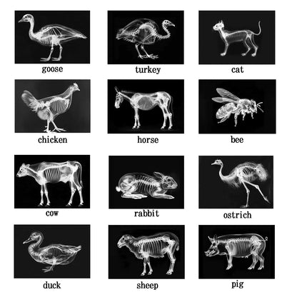 Animal X-Ray Set, Educational Science Kit, Light Table Accessory for Children (Farm Animals)