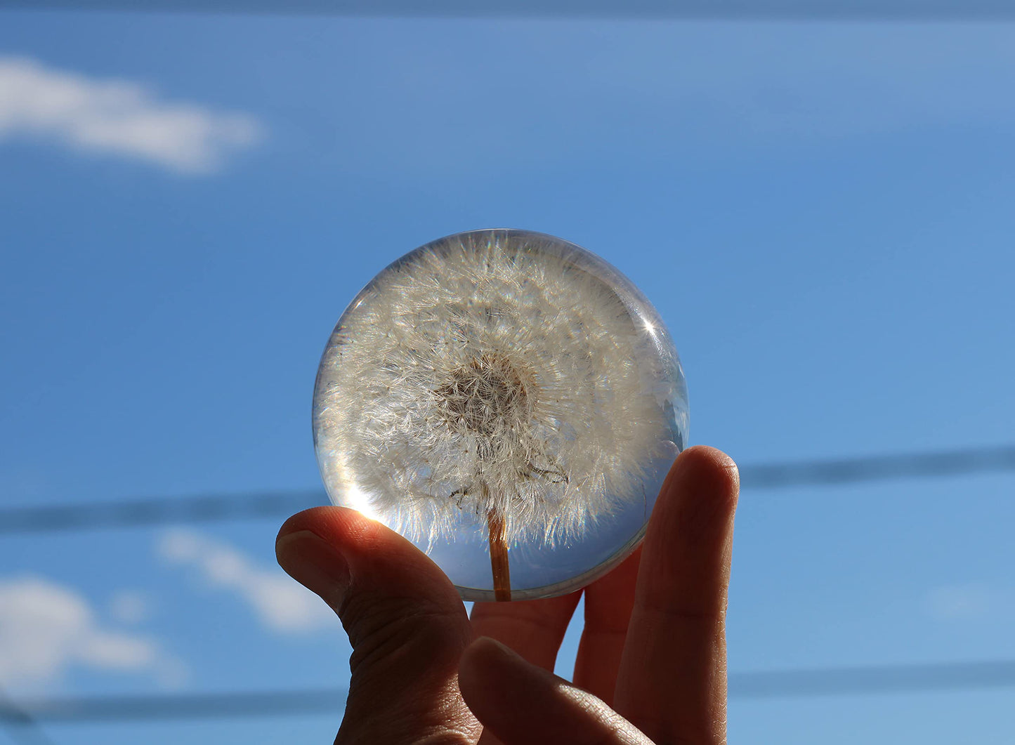 COREFLEX Real Dandelion Paperweight, Dandelion in Resin Ball in Gift Box, 2.75inch(70mm) Home Office Desktop Decor Decoration, Birthday, Wedding Gift and Valentine's Day