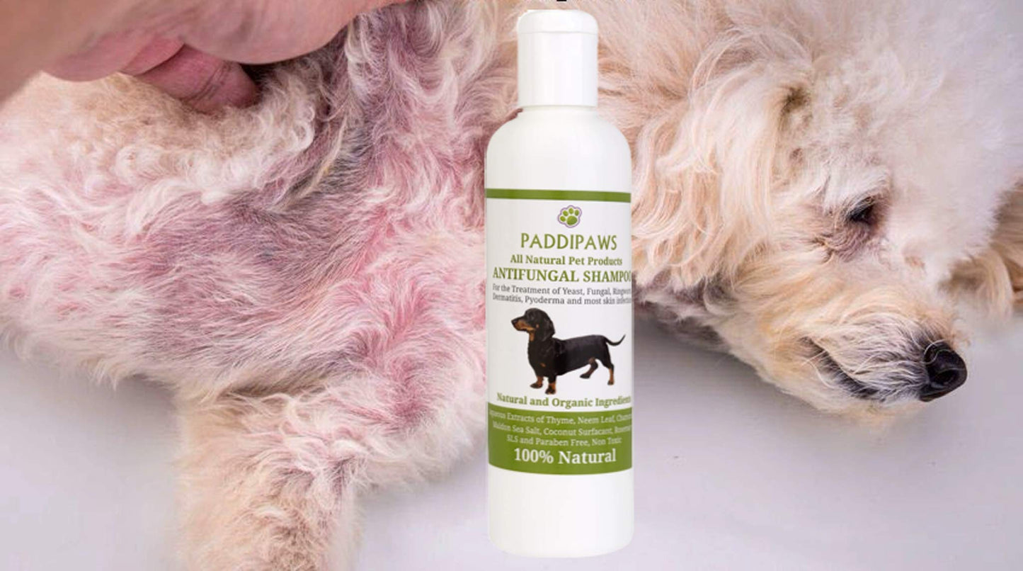 100% Natural Antifungal and Antibacterial Dog Shampoo - Yeast Infections, Ringworm, Dermatitis, Pyoderma - Safe - Natural - Paraben and SLS Free - 250ml - Larger bottle available from the store.