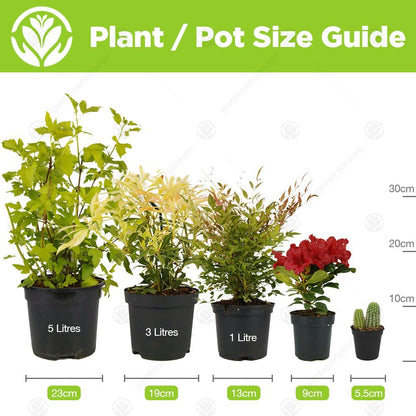 GardenersDream Senecio Angel Wings - Striking Evergreen Perennial & Flowering Garden Plant, Unique Silver Foliage with Outdoor Year-Round Interest - Drought Tolerant (10-20cm Incl. Pot)