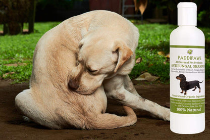 100% Natural Antifungal and Antibacterial Dog Shampoo - Yeast Infections, Ringworm, Dermatitis, Pyoderma - Safe - Natural - Paraben and SLS Free - 250ml - Larger bottle available from the store.