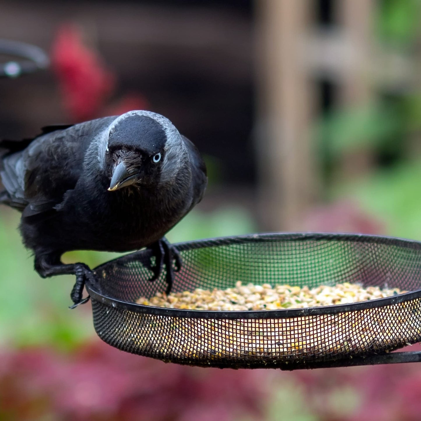 Pelle & Sol Bird Feeder with 3 Bird Feeders & 2 Dishes | Bird Feeders Hanging Station, Bird Feeding Stations for the Garden, Bird Feeders for Small Birds, Bird Feeder Station, Bird Feeding Station