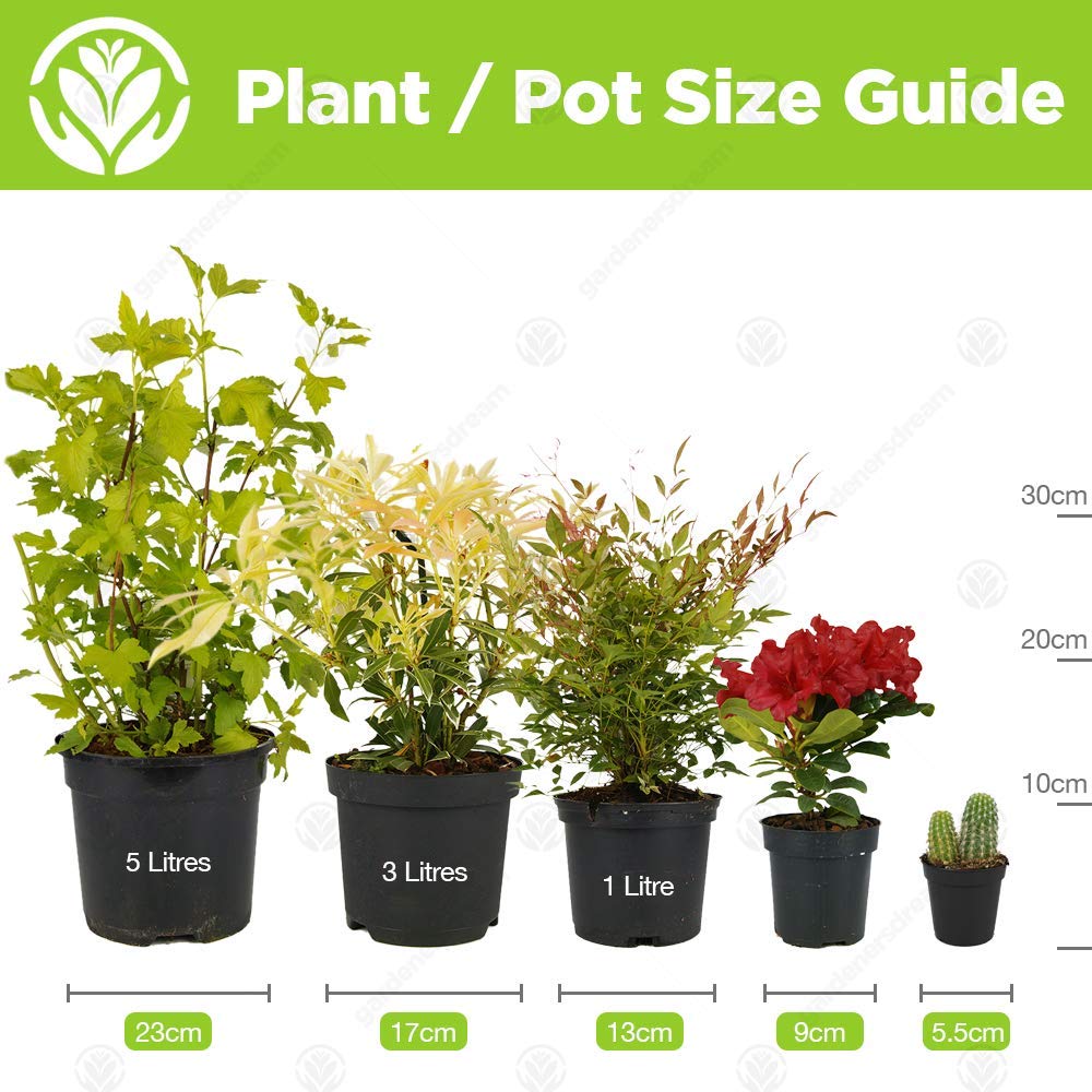 Diamond Wedding Rose - 60th Wedding Anniversary - Help Celebrate a Special Couple's Diamond Anniversary with a Unique Living Plant Gift