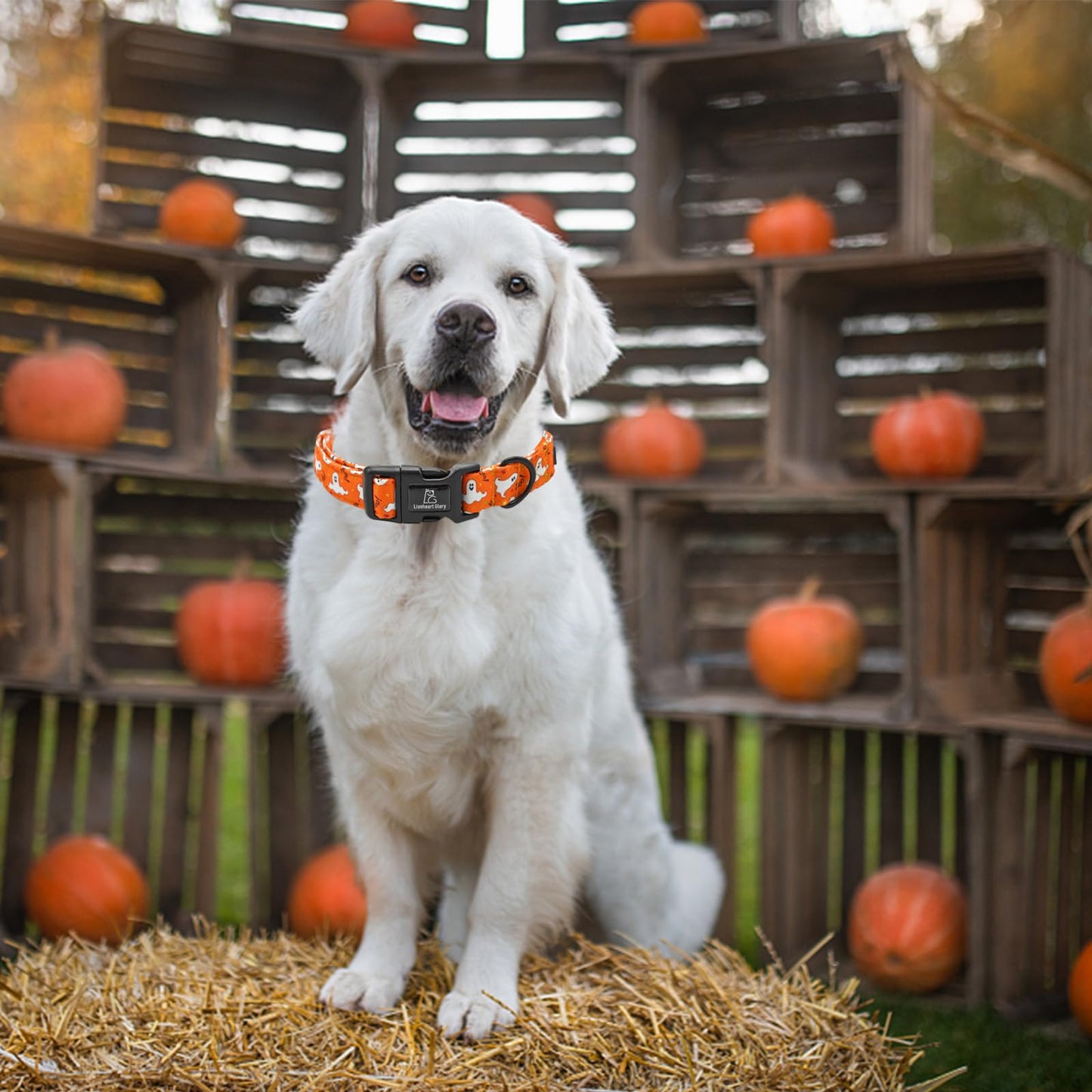 Lionheart glory Halloween Dog Collar Fall Dog Collars Heavy Duty Adjustable Dog Collar for Small Collar Dog Female or Male Dog Collar, Ghost