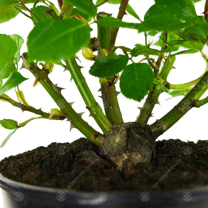 Golden Wedding Rose - 50th Wedding Anniversary - Help Celebrate a Special Couple's Golden Anniversary with a Unique Living Plant Gift
