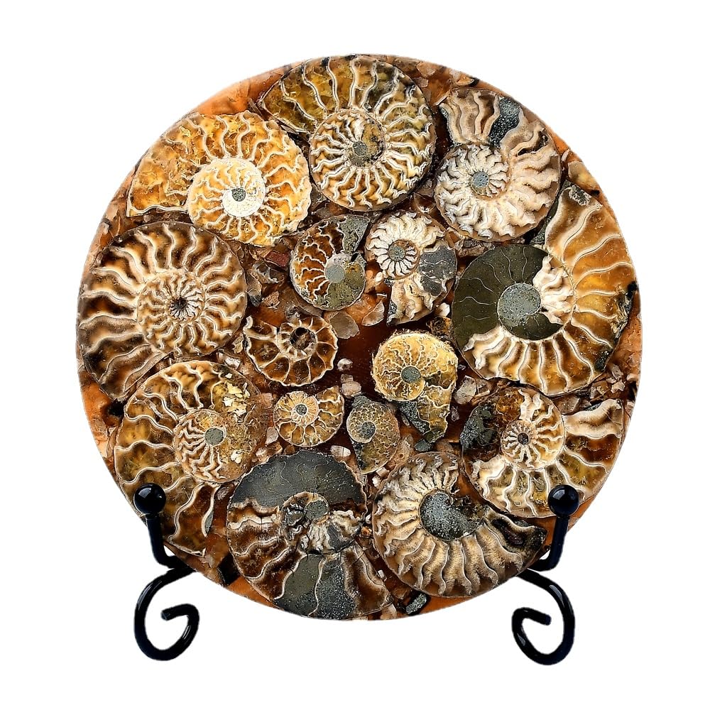 WNJZ 1PC Natural Gorgeous Disc Fossil Conch Specimen with Stand Set for Room Decor Crystal Collectible Present (Style A Set)