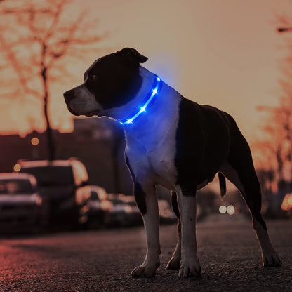 MASBRILL Luminous Dog Collar, LED Rechargeable and Waterproof Dog Collar, 3 Glowing Modes and Adjustable Size Suitable for Small Large Dogs (Blue, M)