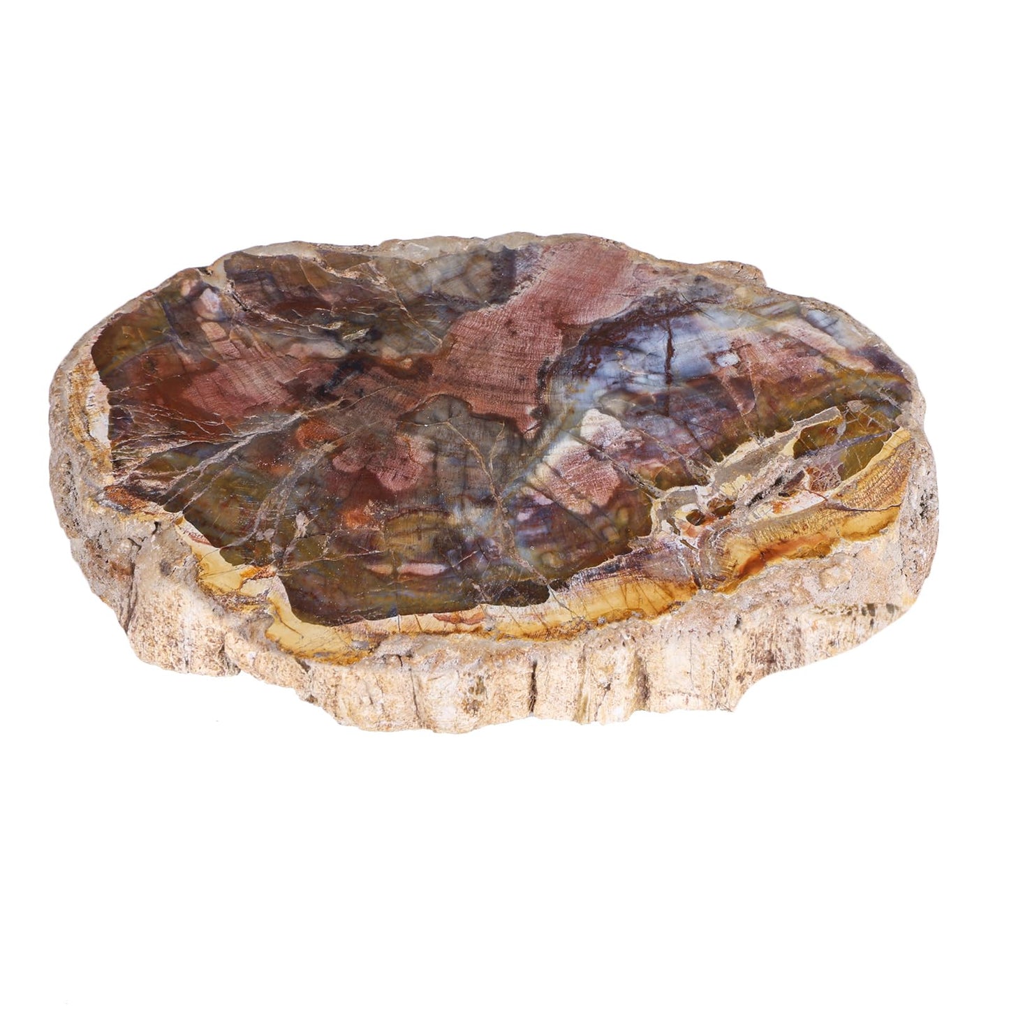 Sportmusies Natural Petrified Wood Slice Mineral Specimen Home Office Decoration, Irregular-Shaped Fossil Wood Stone Reiki Meditation, 1.96-5.51 inches