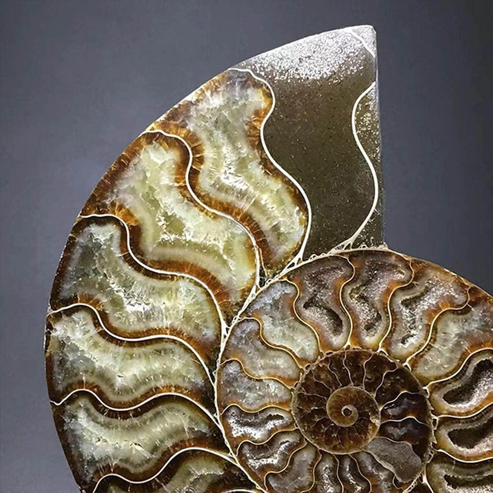 RALDMOV Natural Beautiful Ammonite Fossil Conch Specimen Collectibles Home Decor Gifts Ornament (6-7in)