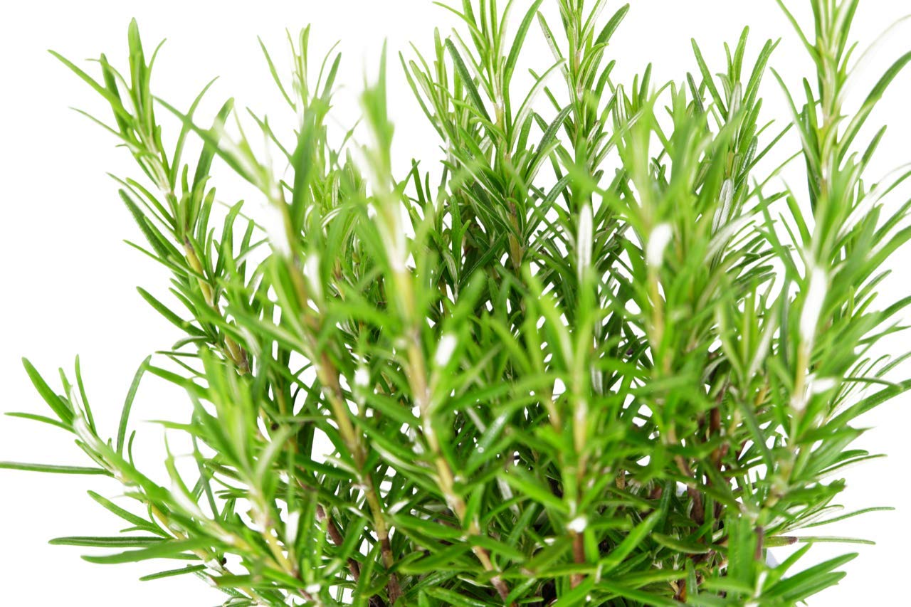 Rosemary Bush 14cm Pot - Ready to Plant in The Garden and Used for Culinary Purposes