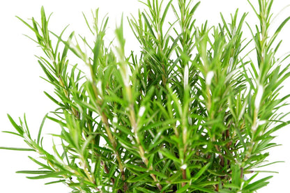 Rosemary Bush 14cm Pot - Ready to Plant in The Garden and Used for Culinary Purposes