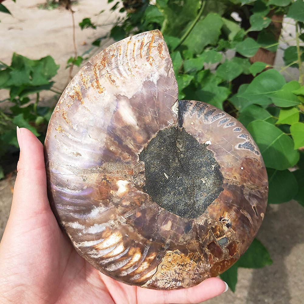 RALDMOV Natural Beautiful Ammonite Fossil Conch Specimen Collectibles Home Decor Gifts Ornament (6-7in)