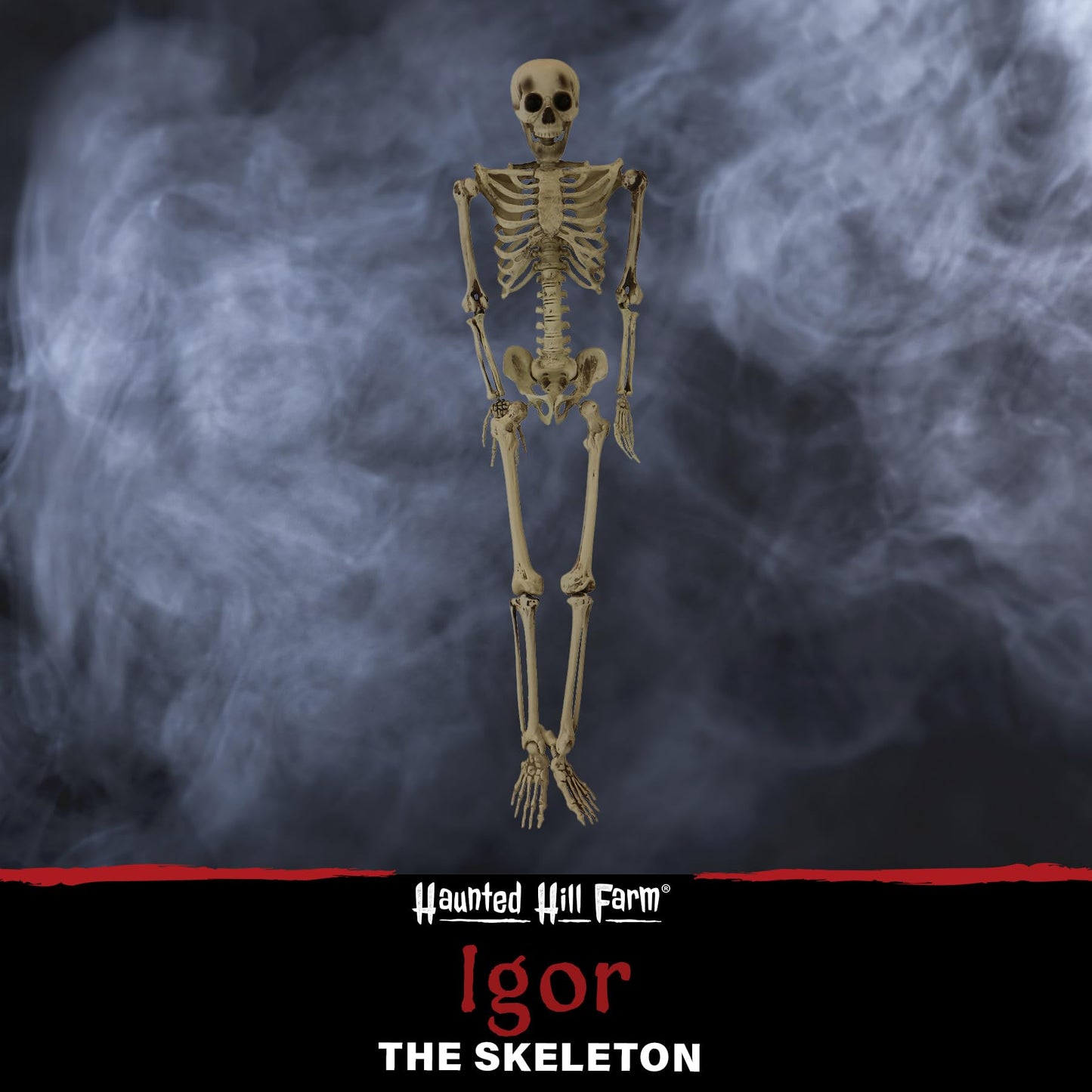 Haunted Hill Farm Life-Size Scary Skeleton Prop, Poseable, Battery-Operated Indoor or Covered Outdoor Halloween Decoration