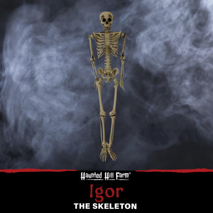 Haunted Hill Farm Life-Size Scary Skeleton Prop, Poseable, Battery-Operated Indoor or Covered Outdoor Halloween Decoration
