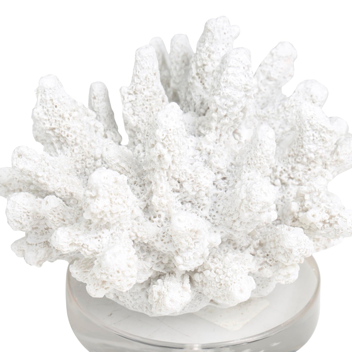 Deco 79 Polystone Coral Decorative Sculpture Small Textured Home Decor Statue with Clear Acrylic Base, Accent Figurine 6" x 5" x 4", White