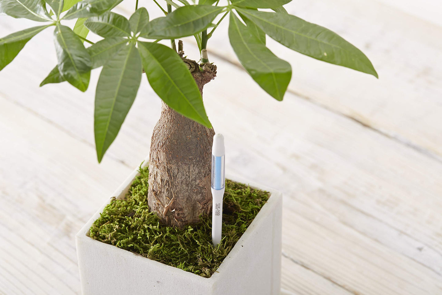 SUStee Watering Indicator for Plants (Set of 5, Small, White) - Smart Watering for All Plants, Works in All Soils | Minimalistic Design, Easy-to-Use, No Batteries | 100% Made in Japan