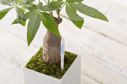 SUStee Watering Indicator for Plants (Set of 5, Small, White) - Smart Watering for All Plants, Works in All Soils | Minimalistic Design, Easy-to-Use, No Batteries | 100% Made in Japan