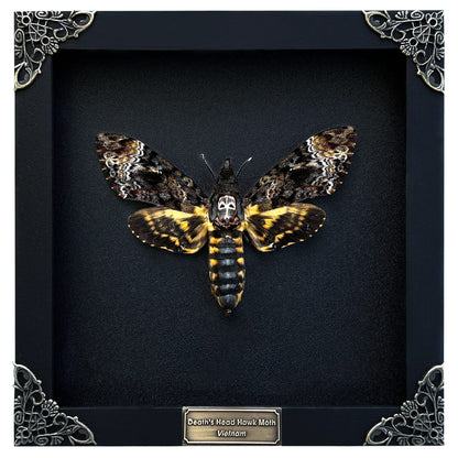Death Head Moth Acherontia Skull Butterfly Handmade Shadow Box Oddity Curiosities Unique Gift Taxidermy Collectables Tabletop Wall Art Home Decor Living Gallery Bedroom K18-01-DE-MT