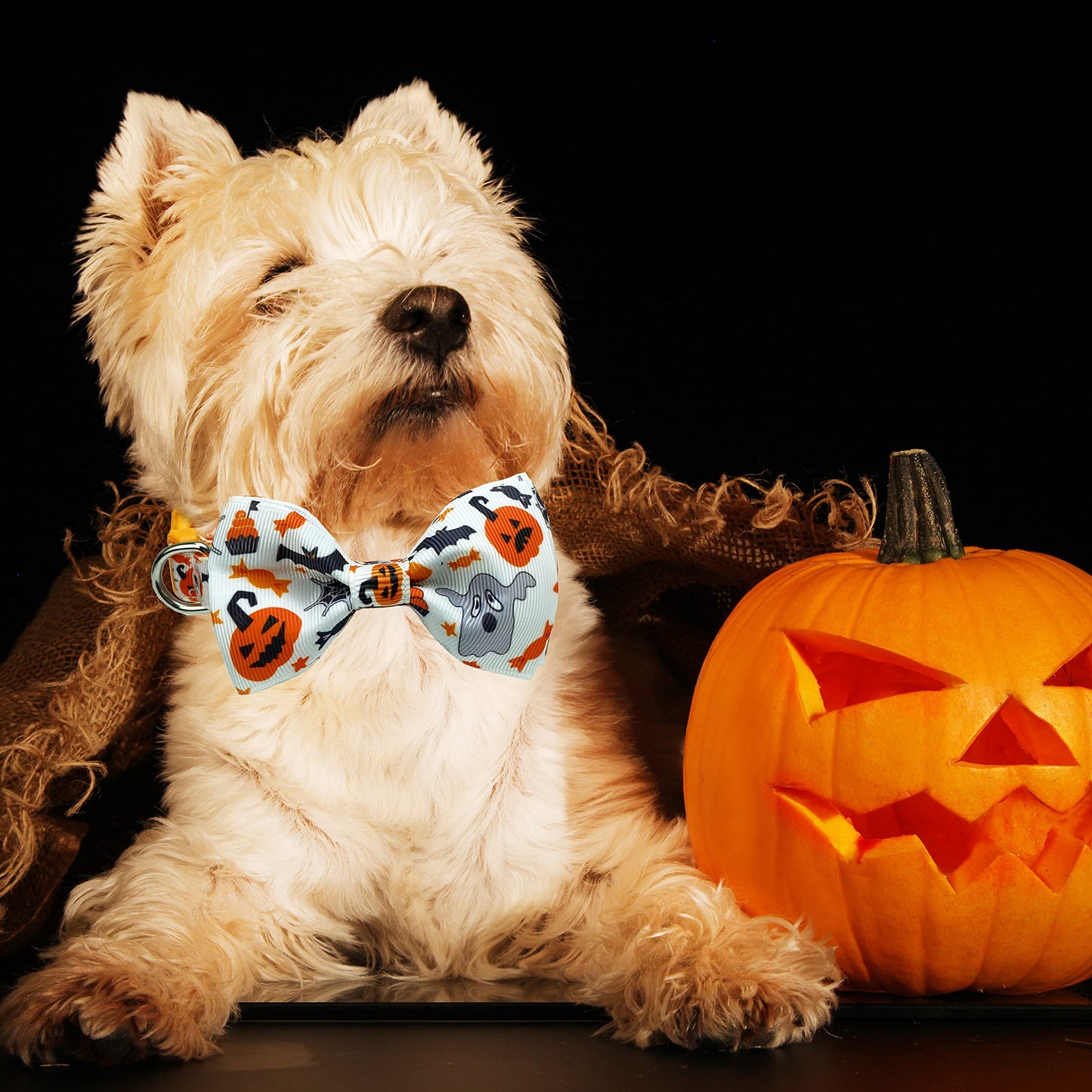2 Pack Halloween Dog Collar with Bowtie, Holiday Jack-O-Lantern and Pumpkin Collar for Small Medium Large Dogs Pets Puppies (Large)