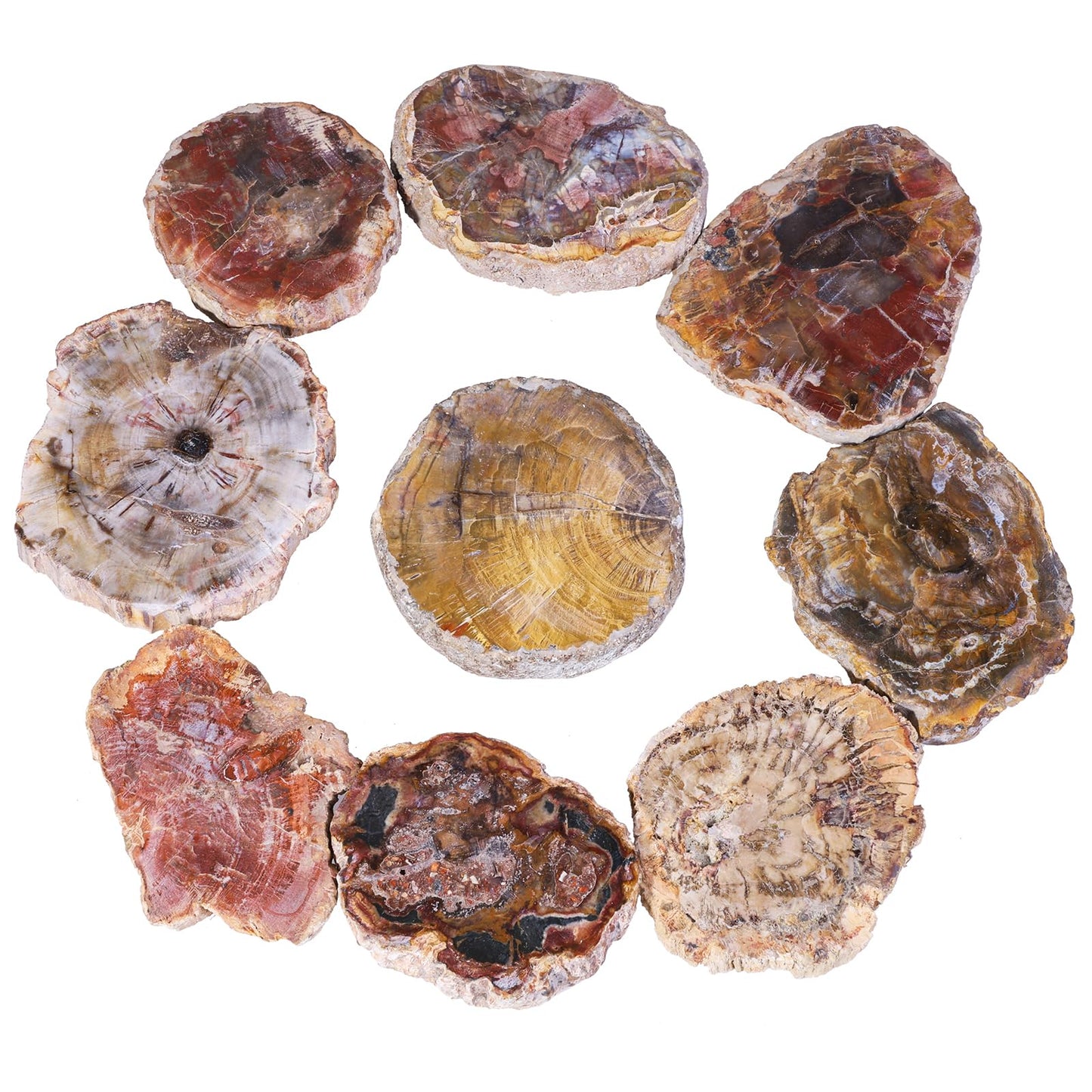 SUNYIK Irregular Natural Petrified Wood Slab Slice Stone Mineral Specimen 3"-5", Pack of 1