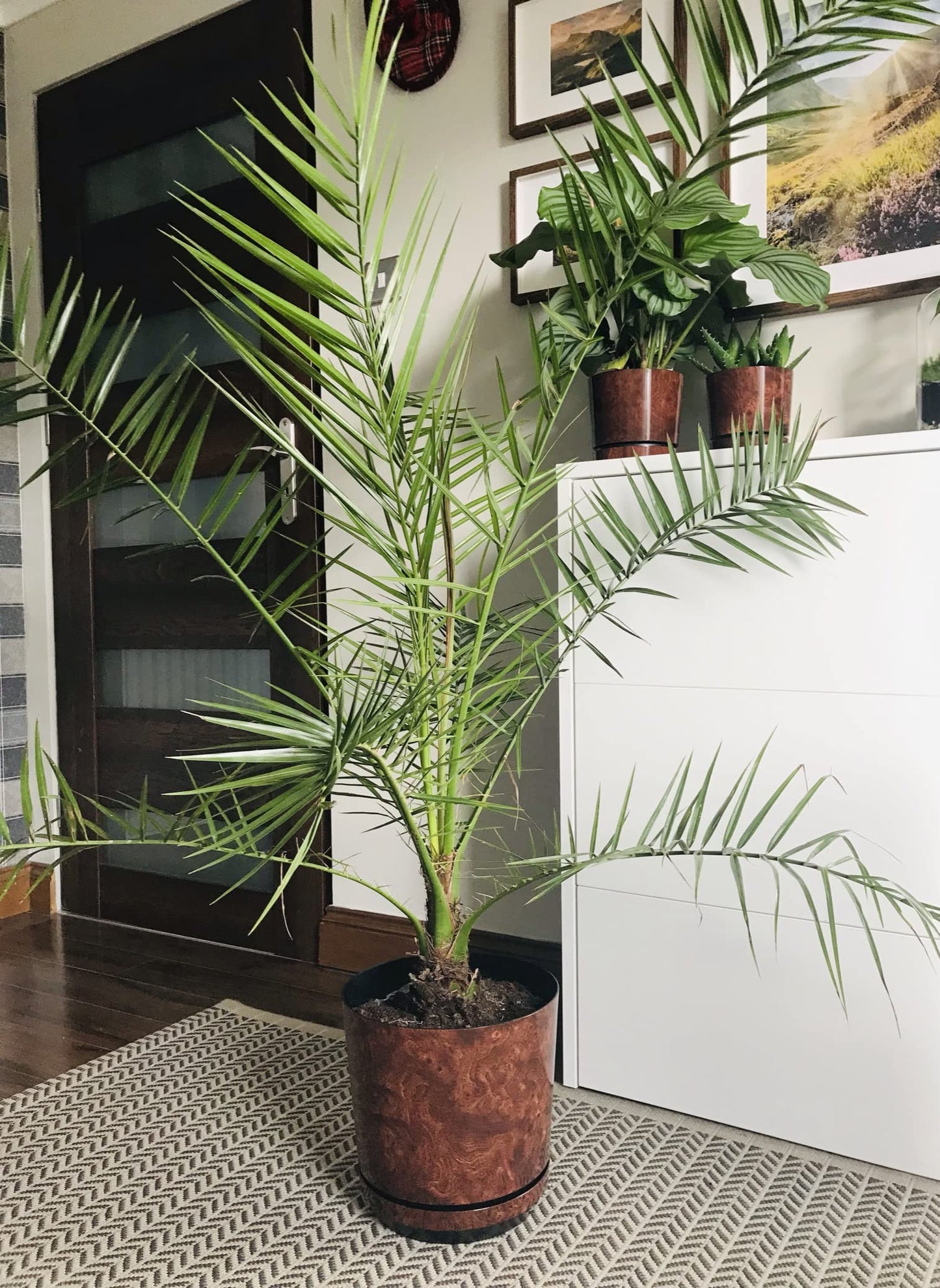 KORAD Wood Large Flower Indoor Plant Pot with Saucer Plastic Gloss Modern Decorative Planter with Drainage Holes, 6 Sizes, 25 colours (26 cm - 10.2 inch)
