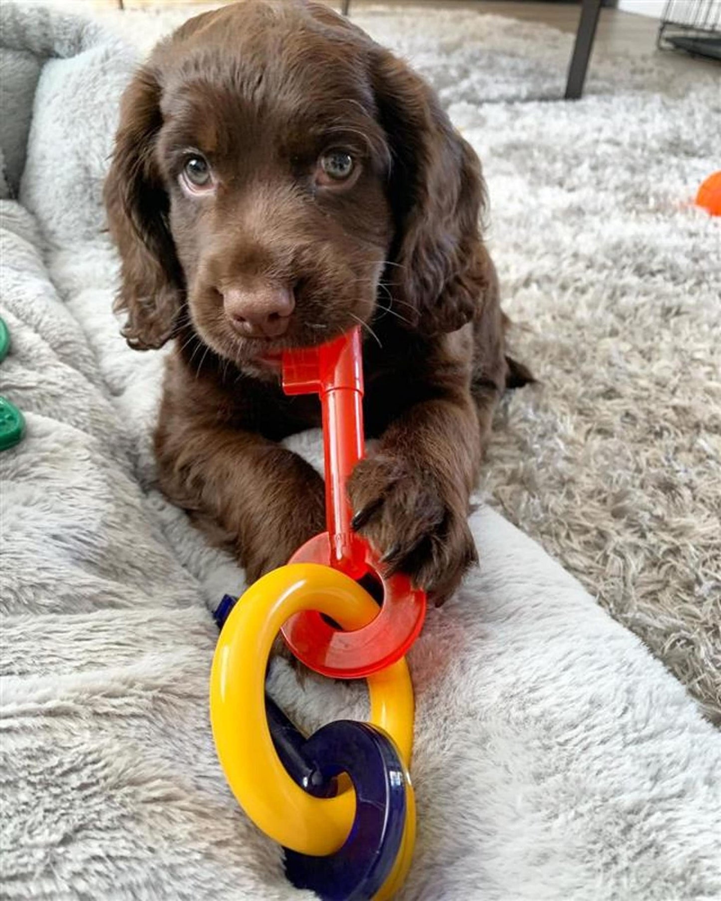 Nylabone Puppy Chew Key Ring Toy, Toys for Teething Puppies, Multi Color, Bacon Flavor, Medium - Up to 35 lbs, 1 Count
