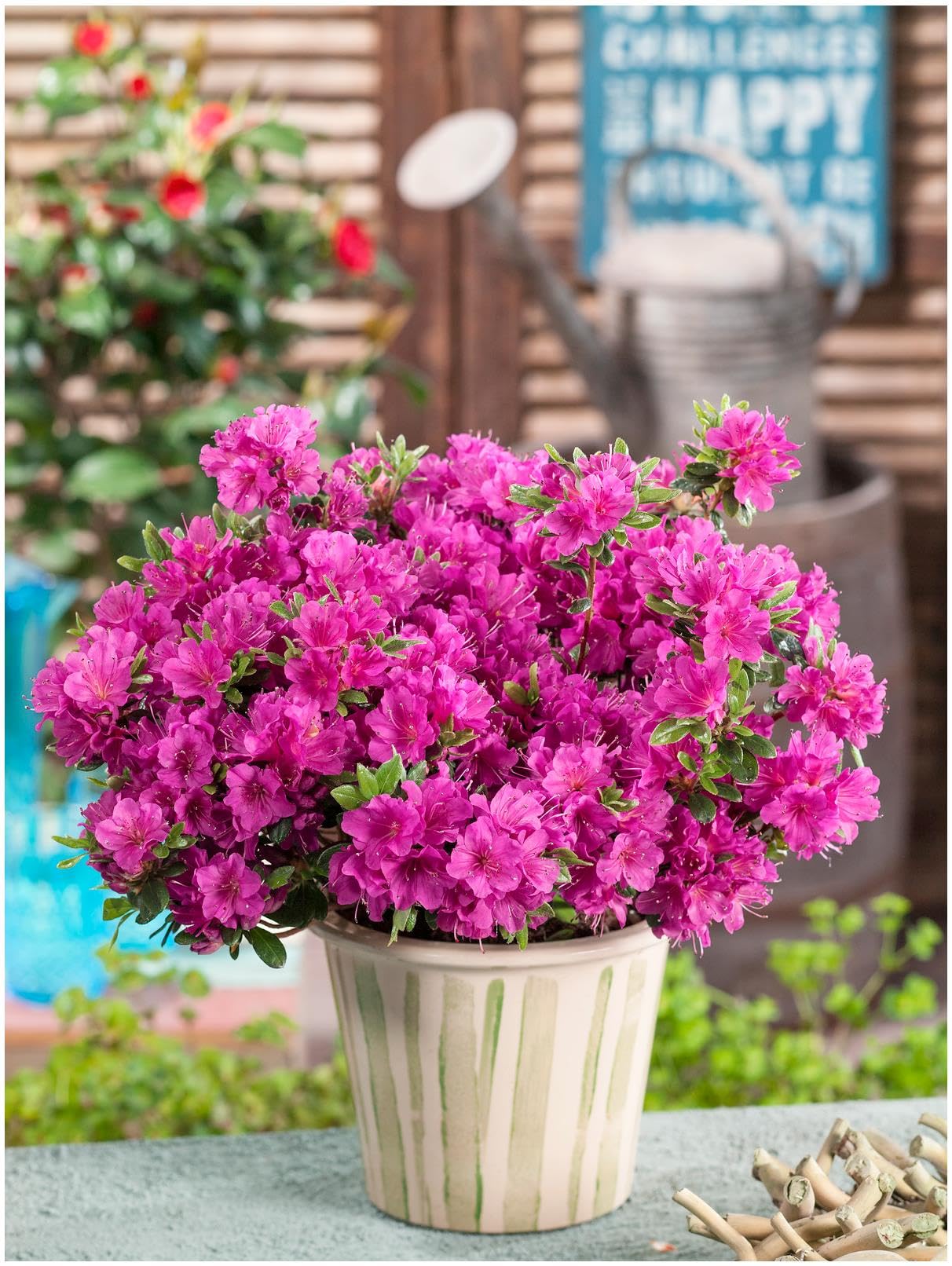 GrowOn Shrubs [x4] Dwarf Japanese Azalea Collection | Variety-Pack | Evergreen Shrubs | Outdoor Garden Ready Plants | Spring Flowering | Red, Orange, Purple, White Flowers