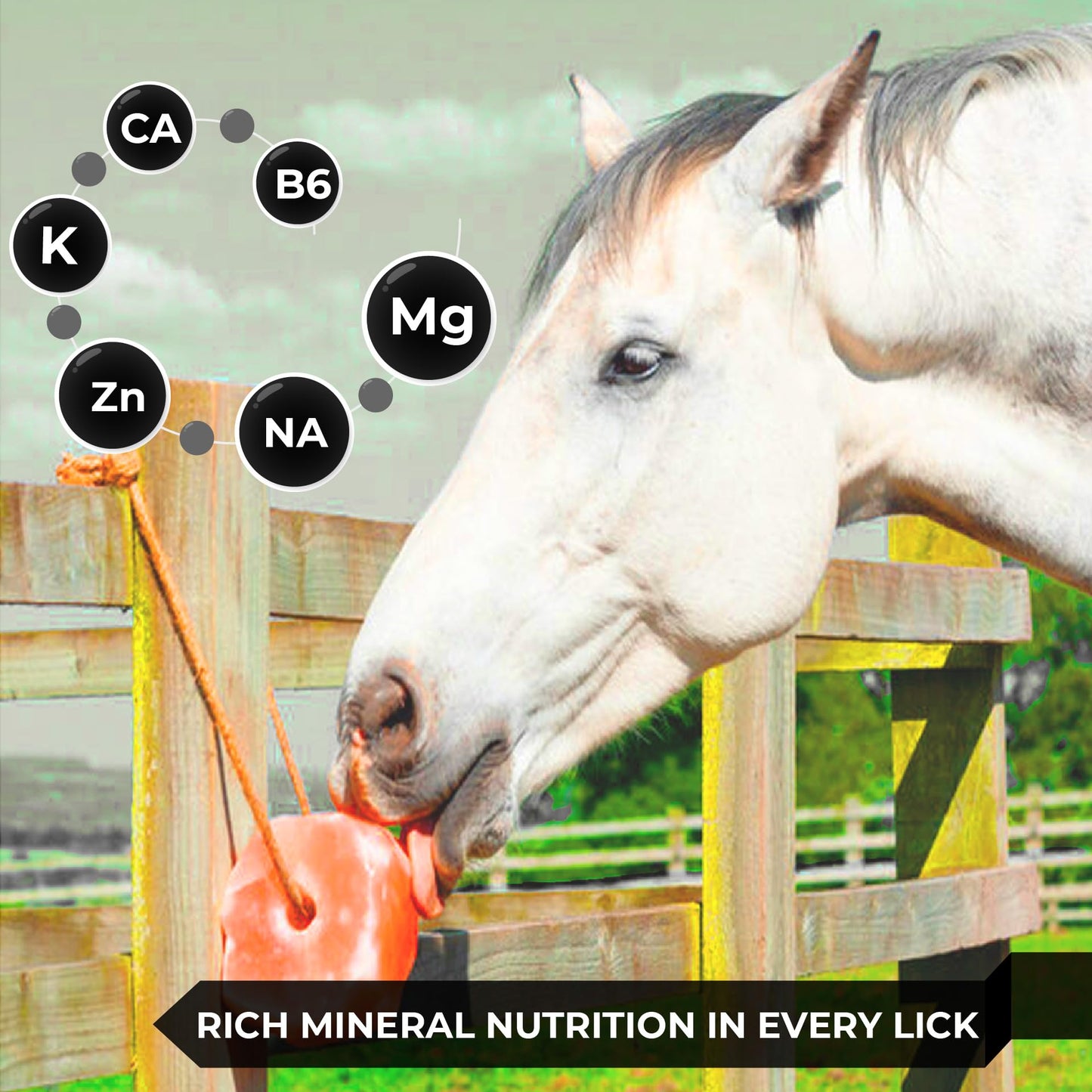 Pacific Pelican Himalayan Pink Salt Licks for Animals – Natural Salt Block with Rope for Horses, Cows, Deer & More – No Harmful Elements - Approximately 9 lbs (Pack of 2)