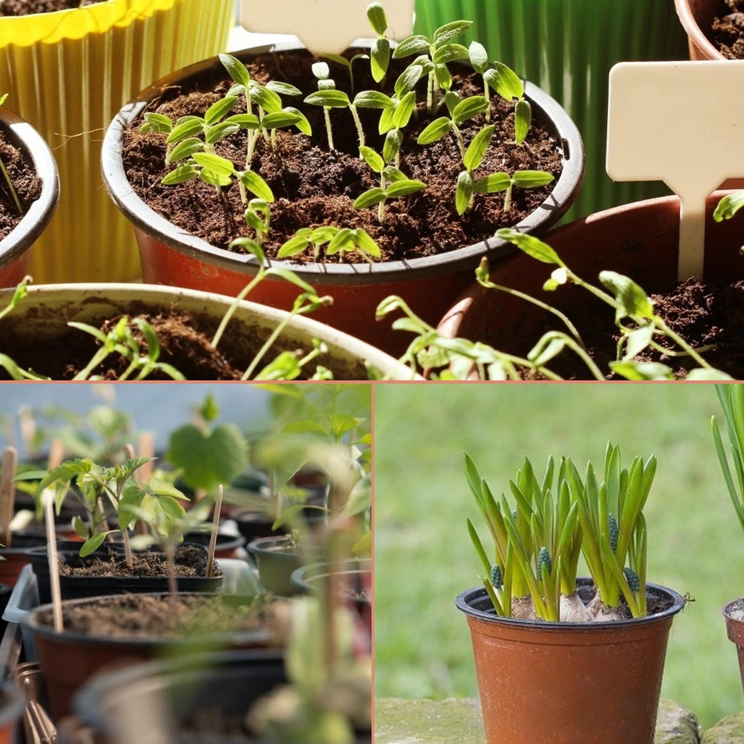 KINGLAKE 50Pcs Plastic Plant Pots 15 cm Nursery Seedlings Pots Seed Starting Pots Flower Plant Container