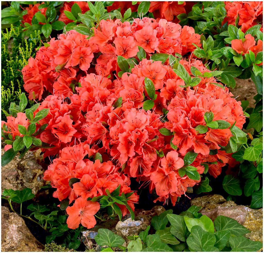 GrowOn Shrubs [x4] Dwarf Japanese Azalea Collection | Variety-Pack | Evergreen Shrubs | Outdoor Garden Ready Plants | Spring Flowering | Red, Orange, Purple, White Flowers