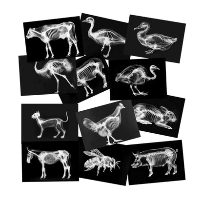 Animal X-Ray Set, Educational Science Kit, Light Table Accessory for Children (Farm Animals)
