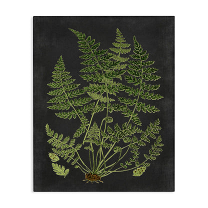 Stupell Industries 'Scientific Botanical Fern Drawing', Canvas Art, 16 x 20 Inches, Easy to Hang and Sturdy, Made in USA, by Lettered and Lined