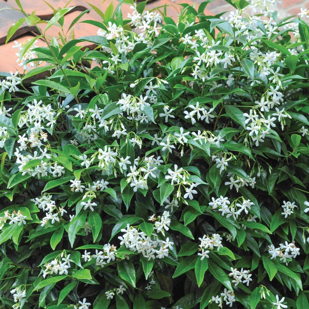 Star Jasmine Evergreen Climbing Garden Outdoor Plant for Trellis, Fences & Obelisks Baring Fragrant White Summer Flowers, 1 x Trachelospermum Jasminoides in 9cm Pot by Thompson & Morgan