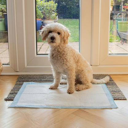 AllPetSolutions Puppy Pads - Disposable Puppy Training Pads Dog Toilet Sheets with 5 Highly Absorbent Layers & Odour Control Leak-Proof Non Slip Matting for Pet Wee - Extra Large, 60x90cm - 100-Pack