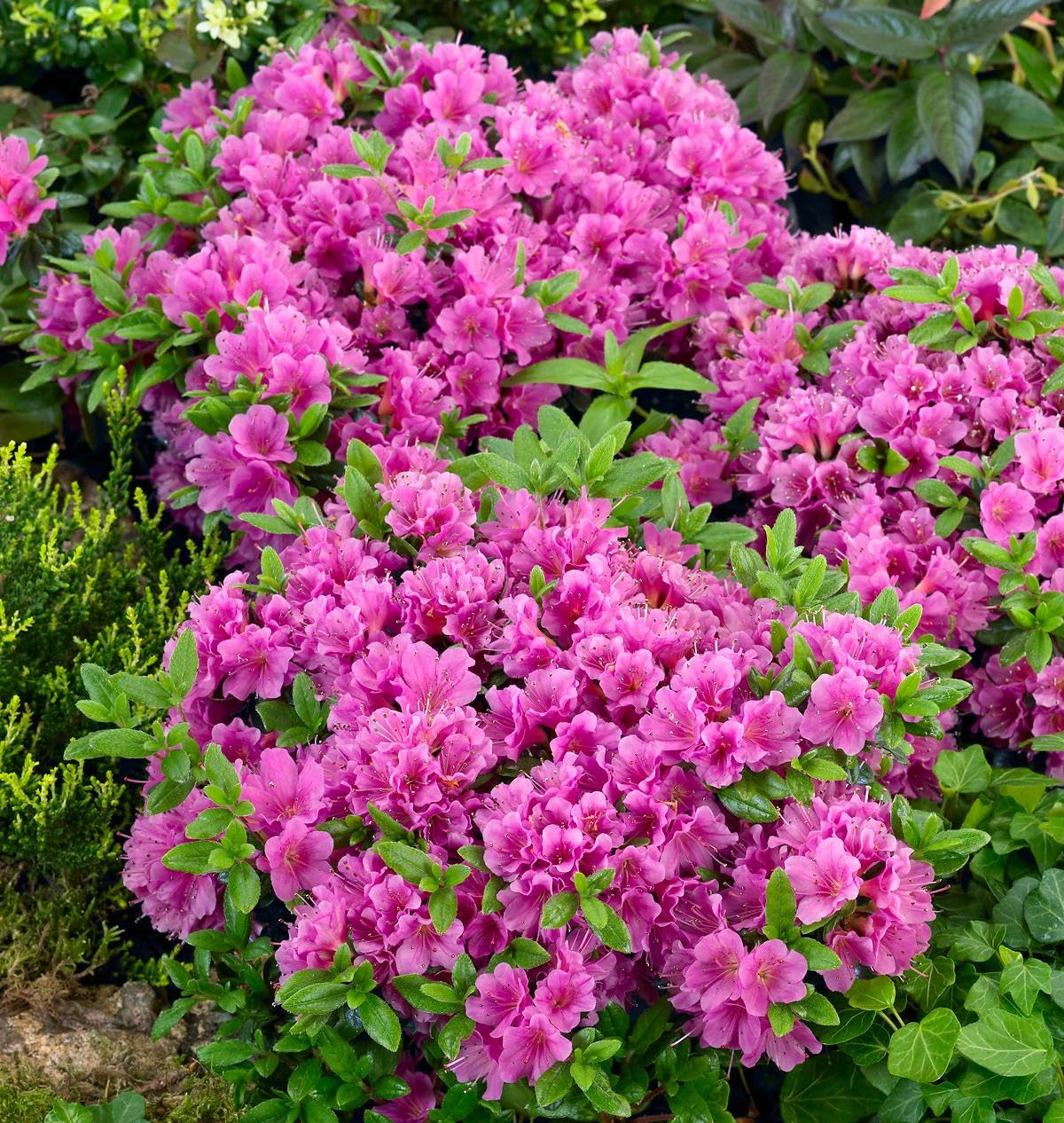 GrowOn Shrubs [x4] Dwarf Japanese Azalea Collection | Variety-Pack | Evergreen Shrubs | Outdoor Garden Ready Plants | Spring Flowering | Red, Orange, Purple, White Flowers