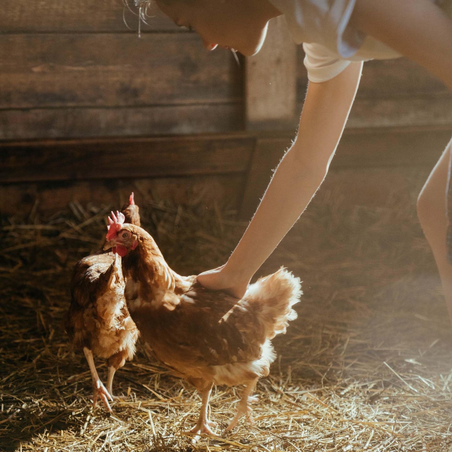 Copdock Mill Range Layers Pellets with Verm-X Chicken Feed 20kg - Premium Quality Complete Feed for Poultry - 100% Natural Mix to Aid Digestion and Protect Against Intestinal Problems