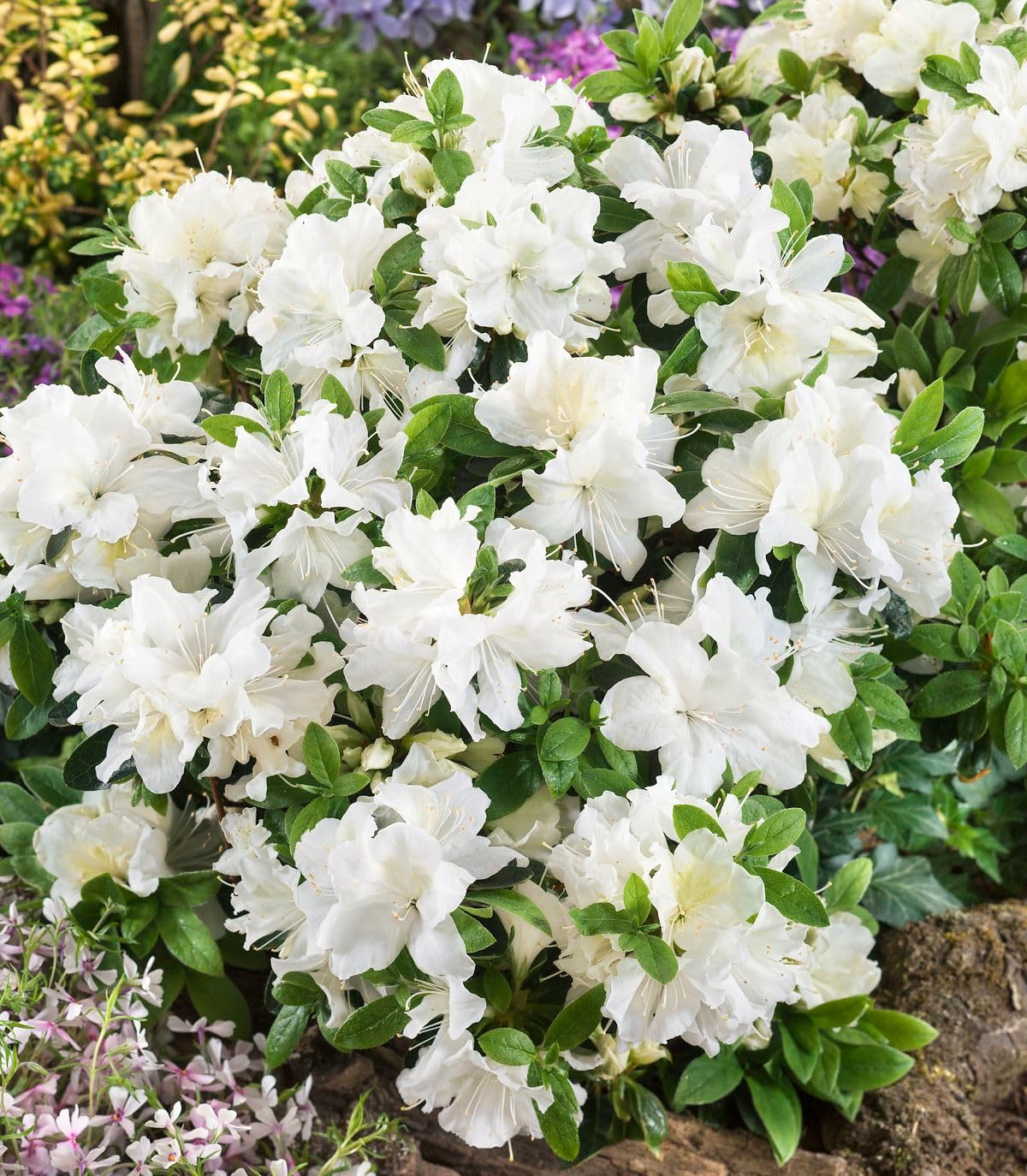 GrowOn Shrubs [x4] Dwarf Japanese Azalea Collection | Variety-Pack | Evergreen Shrubs | Outdoor Garden Ready Plants | Spring Flowering | Red, Orange, Purple, White Flowers