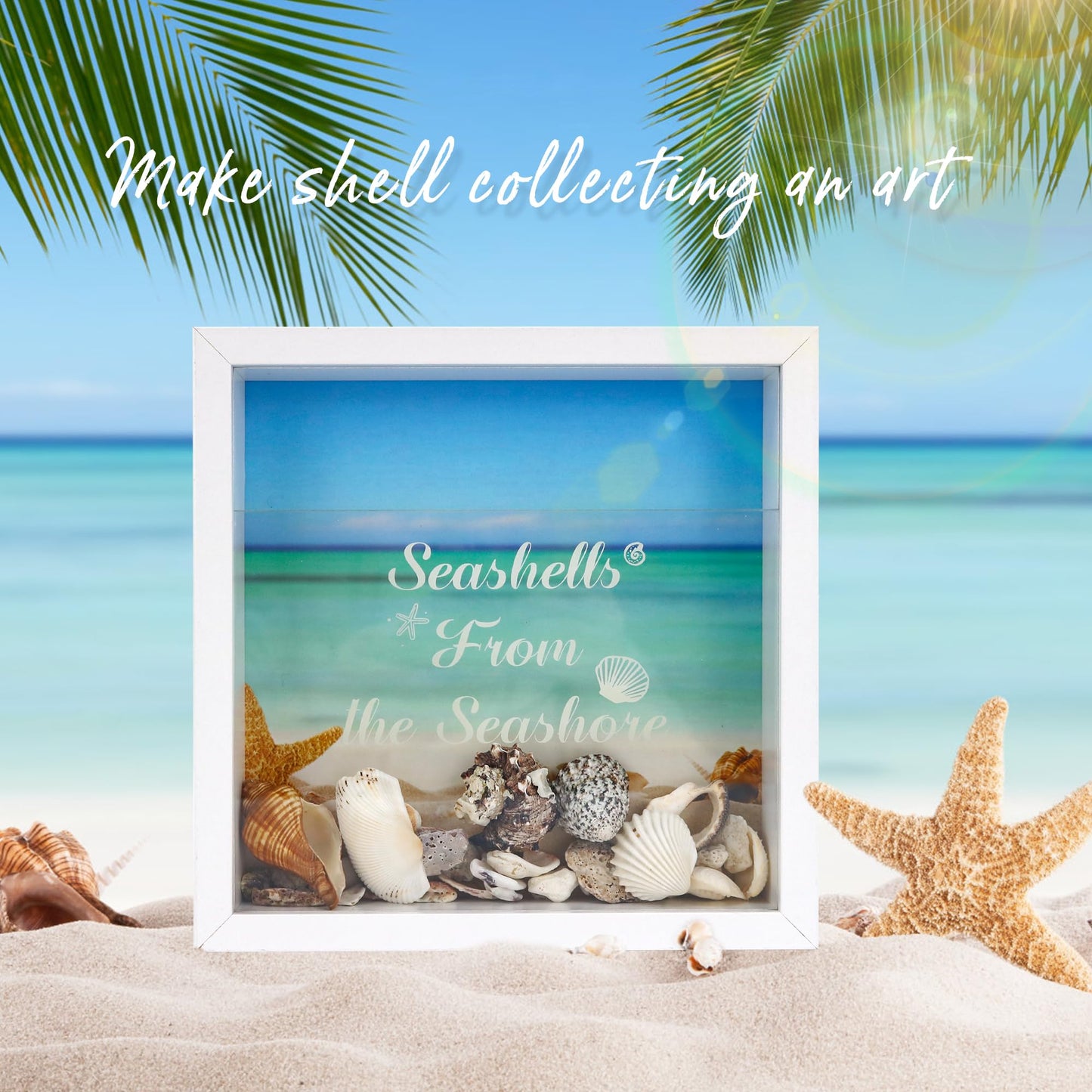 FramePro 8"x8" Seashell Holder Display case-Seashells Agates Shark Teeth Starfish Trinke, Seashell Collection Box Decorative Shadow Box with Real Glass ,Wall Mount or Tabletop (White)