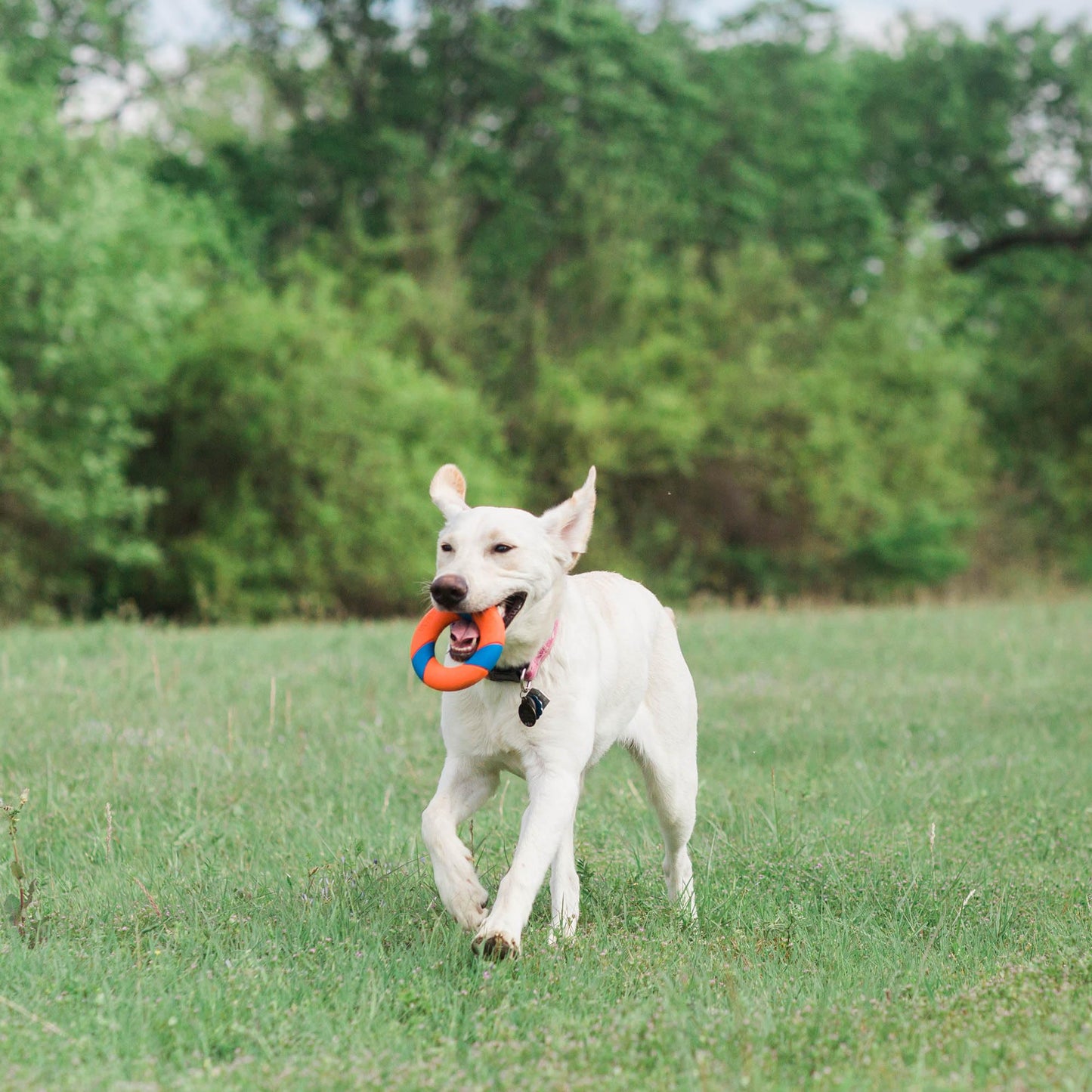 Chuckit Ultra Ring Chaser Launcher