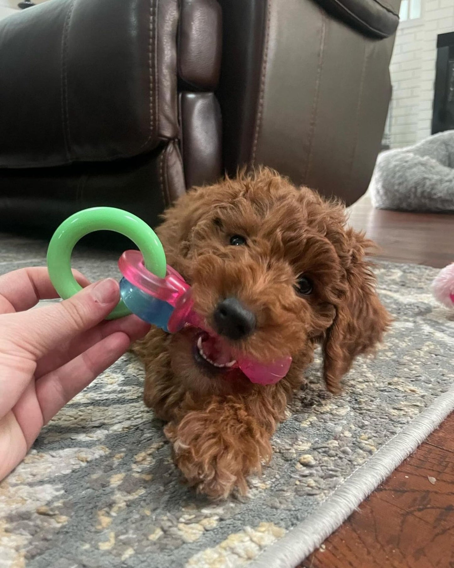 Nylabone Puppy Dog Teething Chew Toy Pacifier, Bacon Flavour, Extra Small, for Puppies Up to 7 kg, Blue/Pink