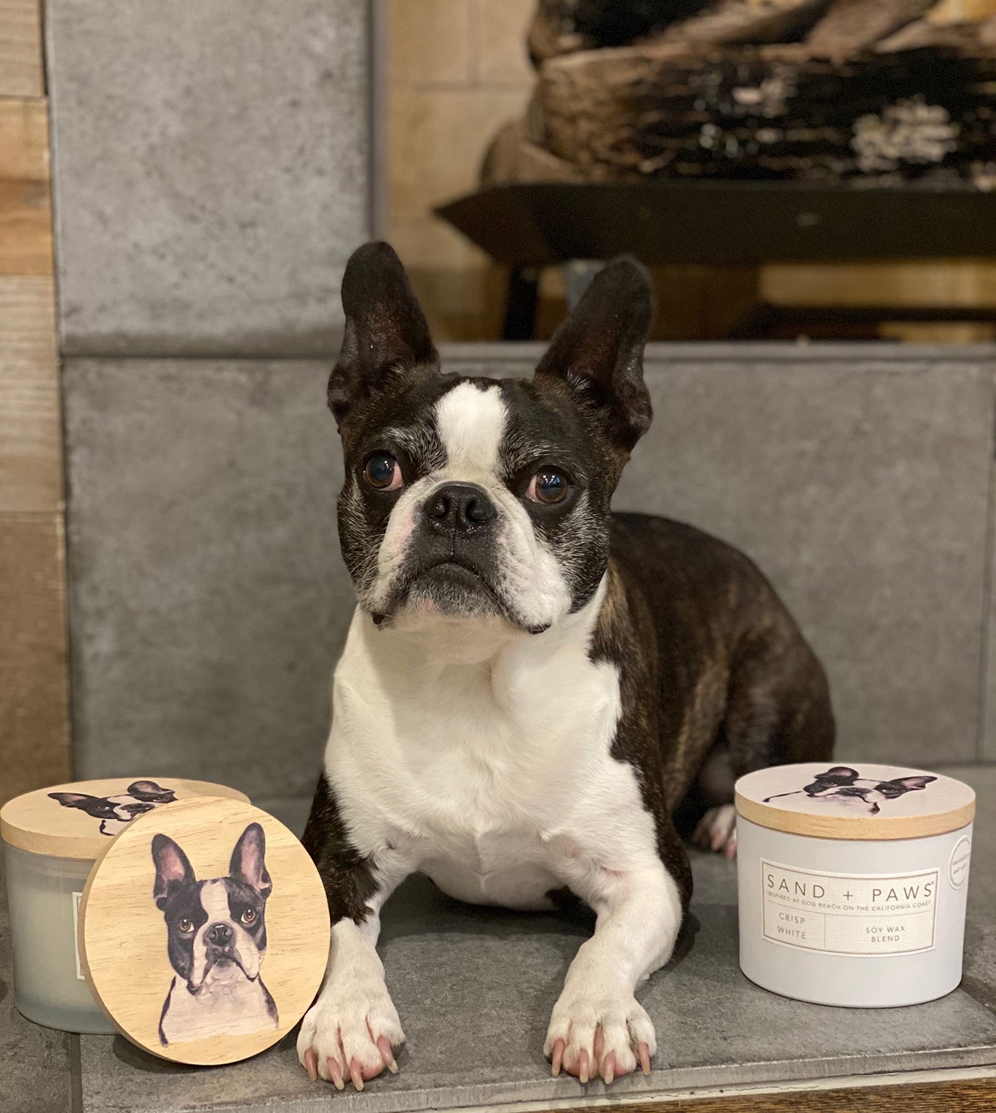 Sand + Paws Scented Candle - Mango Tangerine - Luxurious Air Freshening Jar Candles Neutralize pet Odors and Enhance Home décor – 100% Cotton Lead-Free Wicks - 12 oz