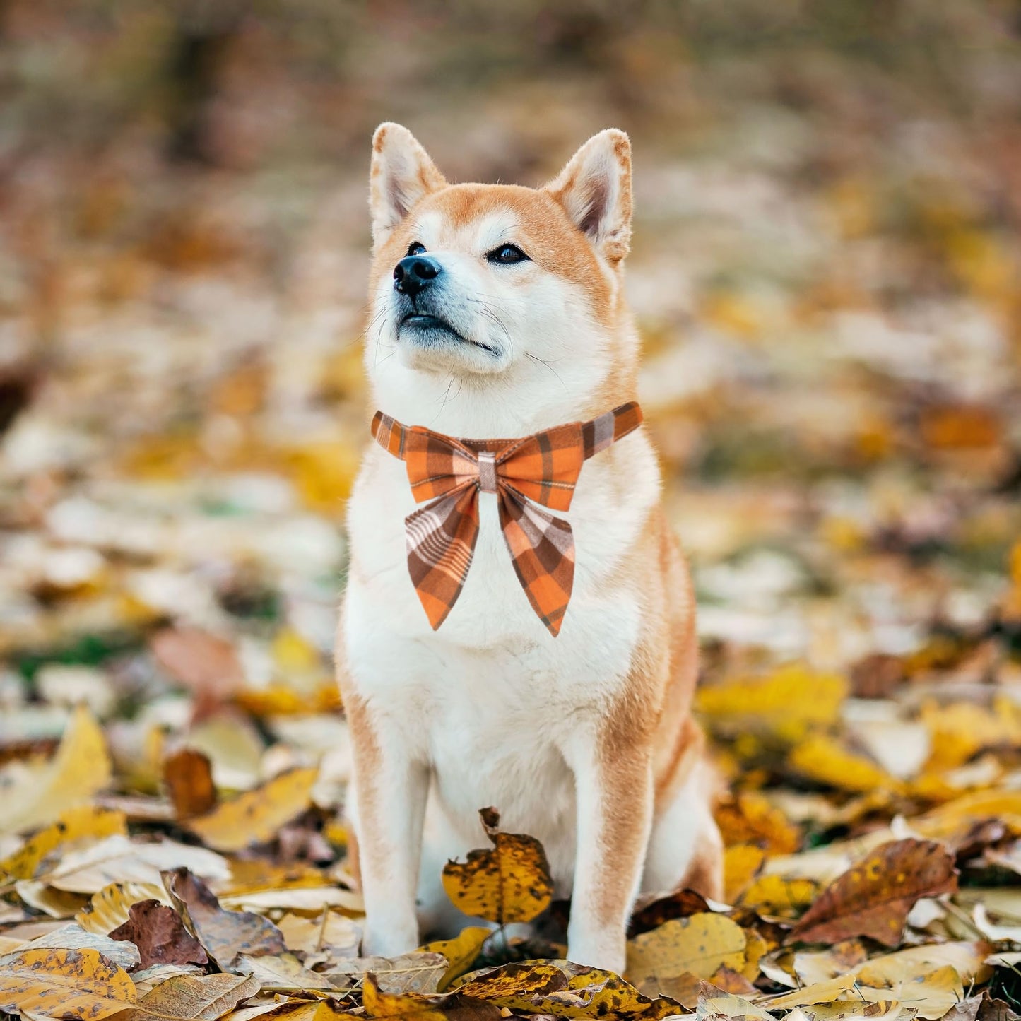 ADOGGYGO Fall Dog Collar with Bow, Halloween Thanksgiving Pet Bowtie Collar, Adjustable Cotton Orange Fall Collars for Medium Dogs Pets (Medium)