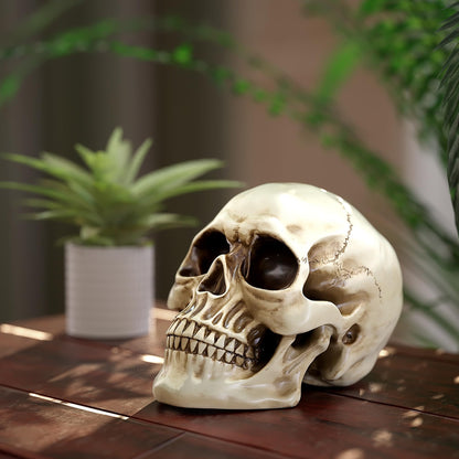Readaeer Life Size Skeleton Replica Realistic Human Skull Head Bone Model (Normal)