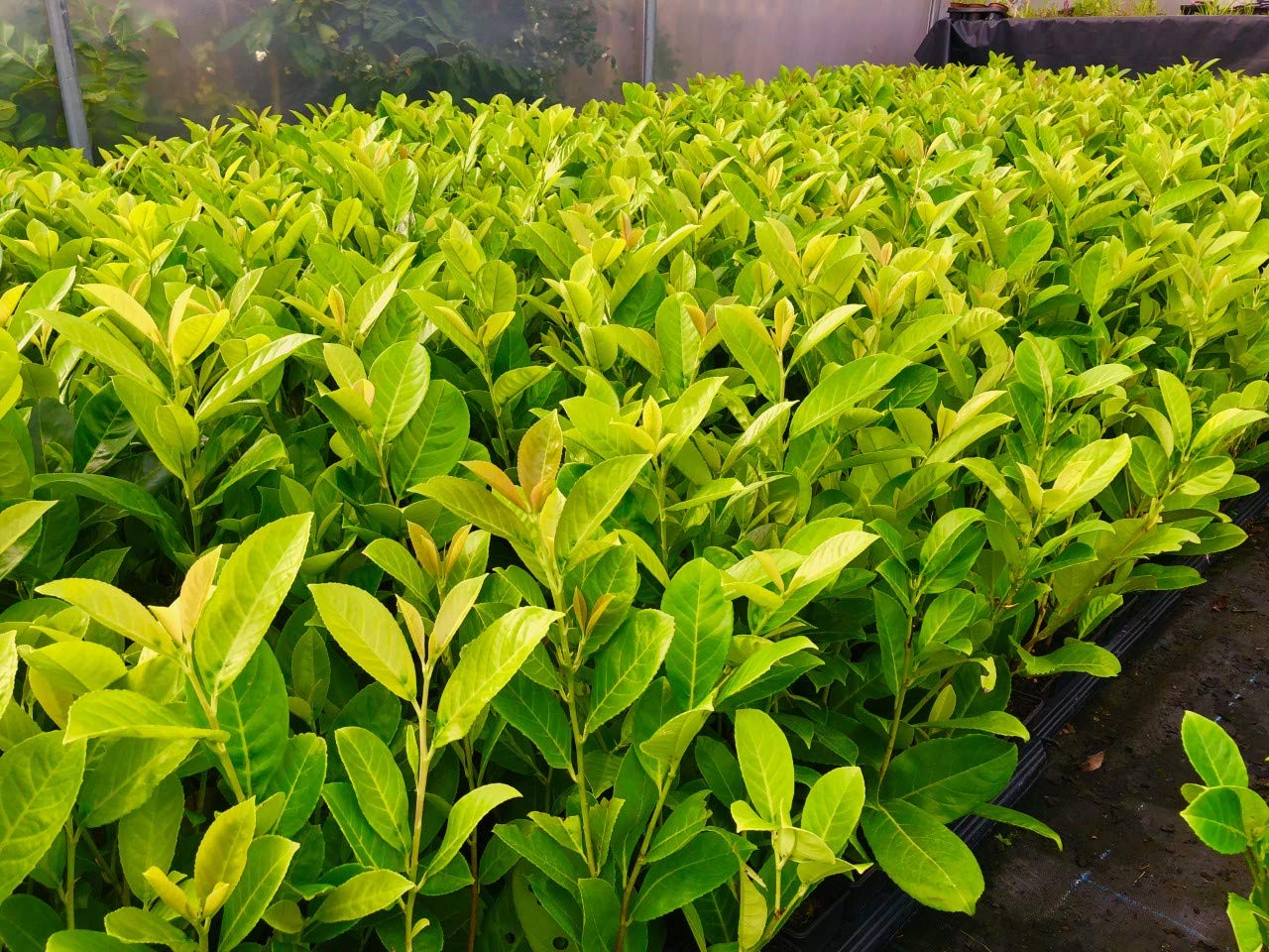 10 Cherry Laurel Evergreen Hedging 40-60cm Potted Not Bareroot by Sunnyside Nurseries