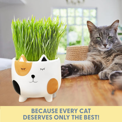 The Cat Ladies Cat Grass for Indoor Cats, Cat Grass Growing Kit with Organic Cat Grass Seed Mix, Soil and Ceramic Cat Planter, Pet Grass for Cats, Natural Hairball Remedy, Cat Gifts